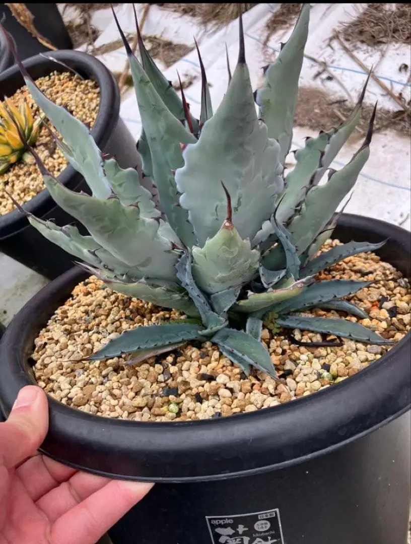 2026年最新】アガベ コロラータ レオの人気アイテム - メルカリ