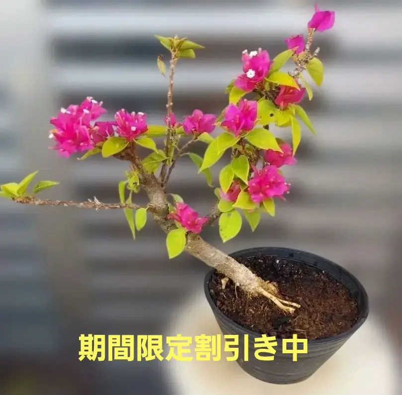 2026年最新】ブーゲンビリア 盆栽の人気アイテム - メルカリ