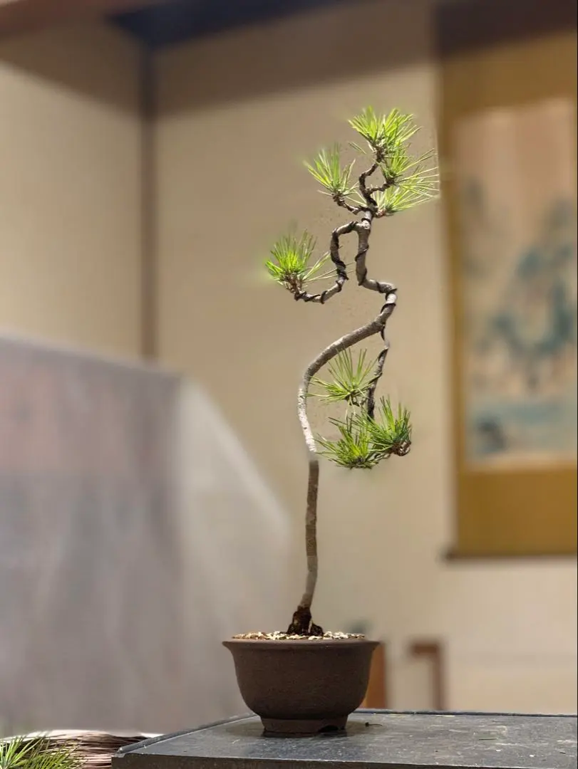 2026年最新】真柏 文人の人気アイテム - メルカリ