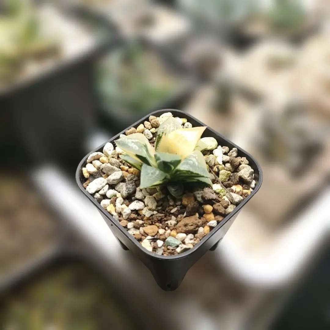 2026年最新】ハオルチア ハオルチア 酒呑童子の人気アイテム - メルカリ