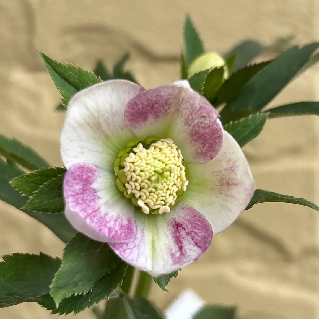 2026年最新】大木ナーサリーの人気アイテム - メルカリ