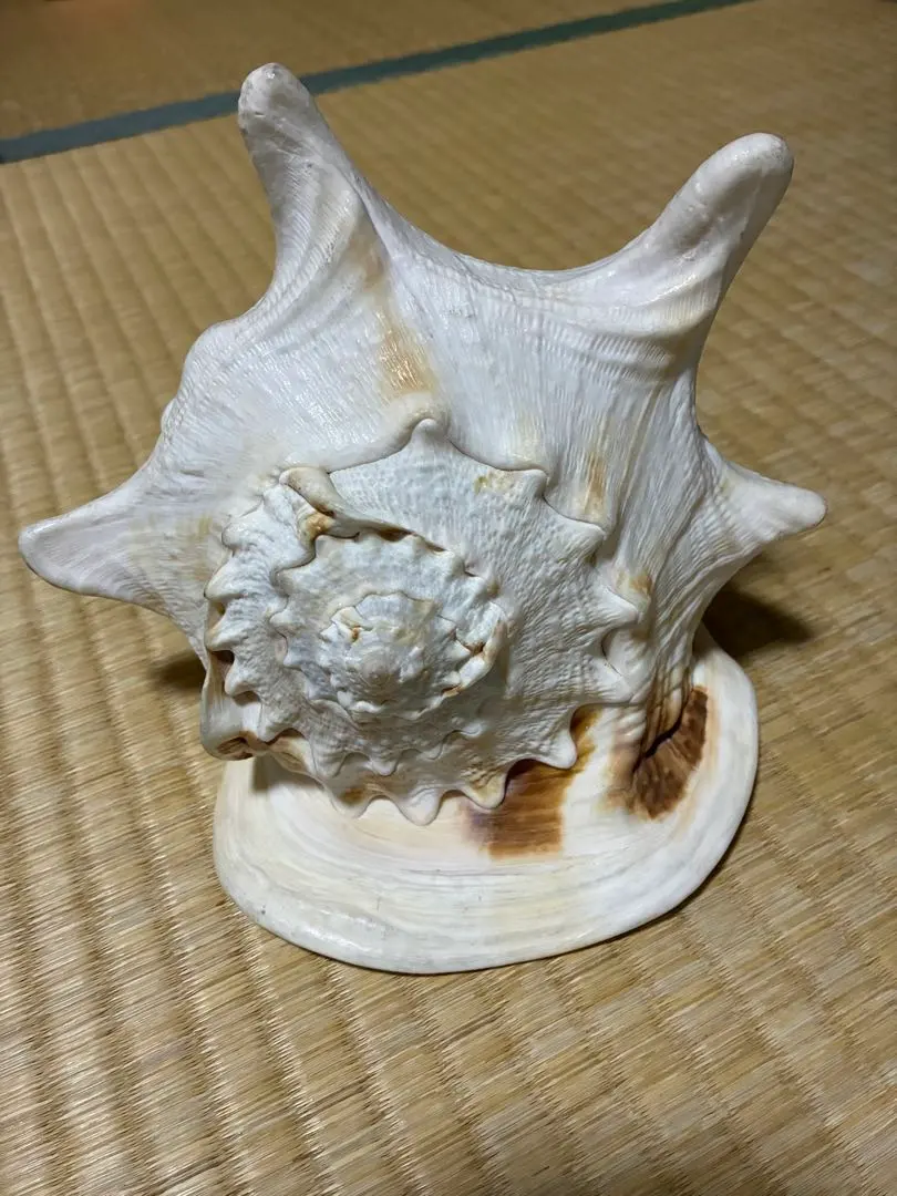 2026年最新】トウカムリ貝の人気アイテム - メルカリ