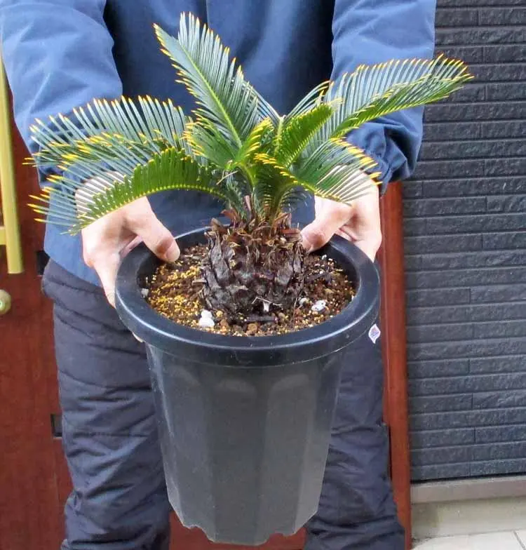 2026年最新】金環ソテツの人気アイテム - メルカリ