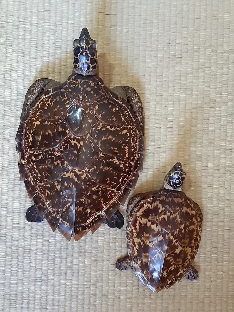 2026年最新】ウミガメの剥製の人気アイテム - メルカリ