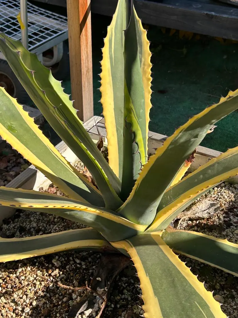 2026年最新】フェロックス錦の人気アイテム - メルカリ