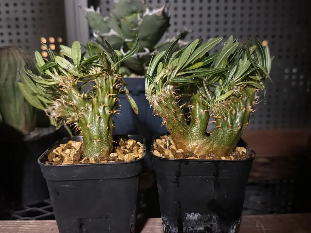 2026年最新】綴化 グラキリスの人気アイテム - メルカリ