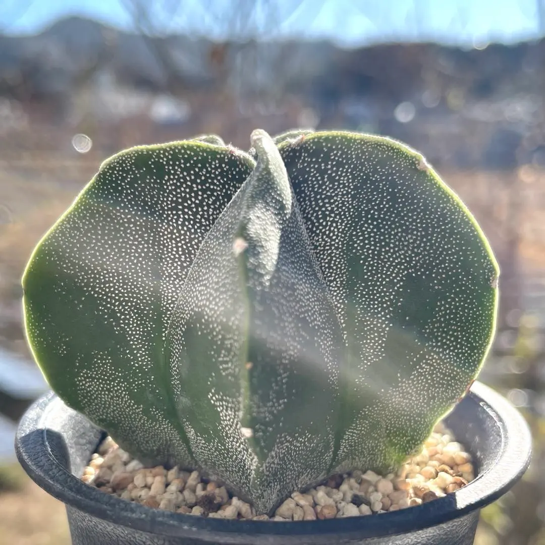 2026年最新】ストロンギロゴナムの人気アイテム - メルカリ