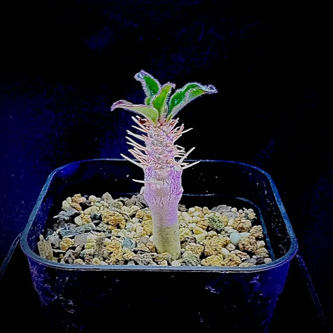 2026年最新】サンデルシー パキポディウムの人気アイテム - メルカリ