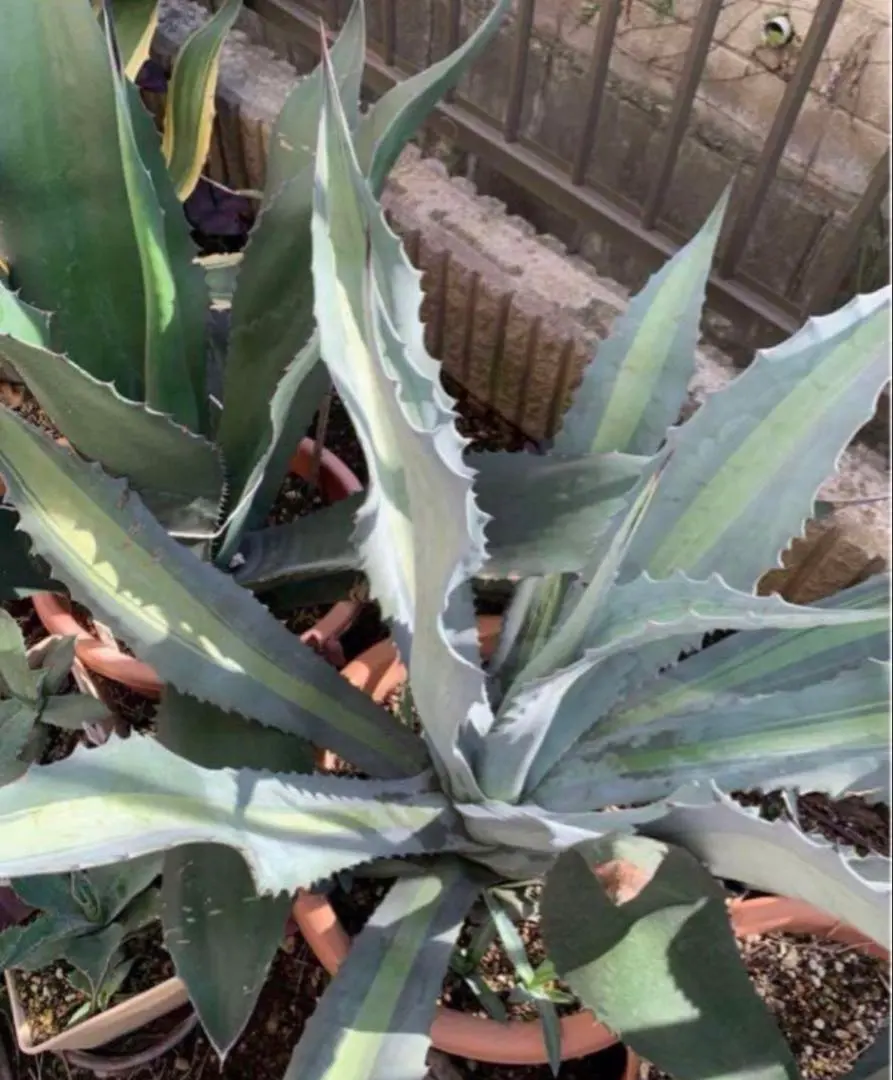 2026年最新】アガベ アメリカーナ・エクスパンサの人気アイテム - メルカリ