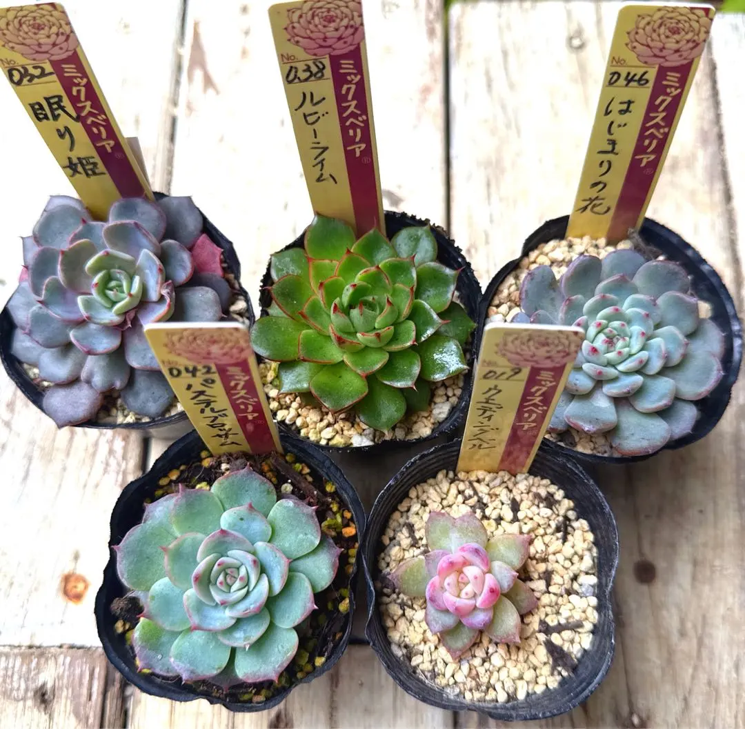 2026年最新】ミックスベリア ウエディングベルの人気アイテム - メルカリ