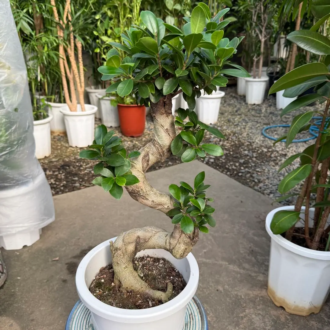 2026年最新】ガジュマル 昇り龍の人気アイテム - メルカリ