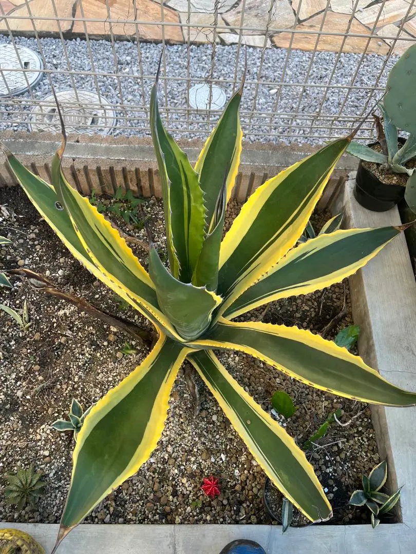 2026年最新】アガベ フェロックス 錦の人気アイテム - メルカリ