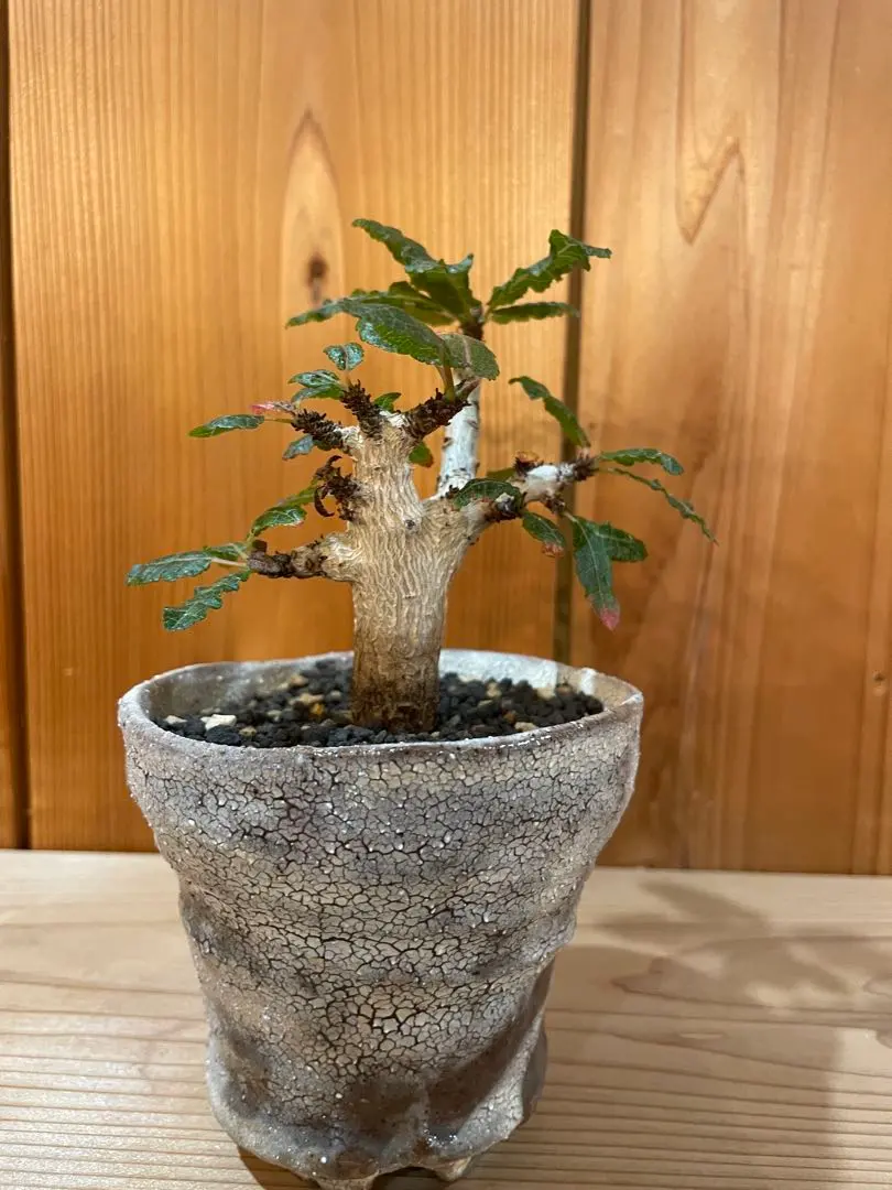 2026年最新】阪本健 鉢の人気アイテム - メルカリ