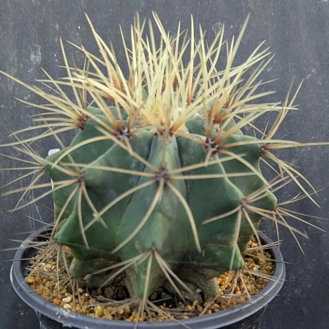 2026年最新】フェロカクタス 王冠竜の人気アイテム - メルカリ