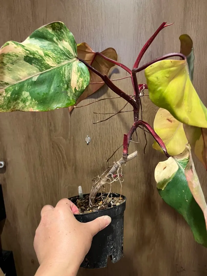 2026年最新】フィロデンドロン ストロベリーシェイクの人気アイテム