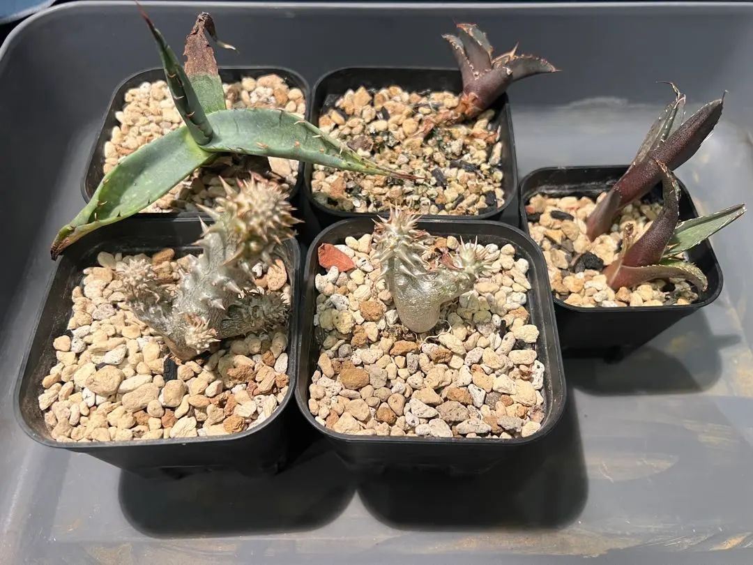 2026年最新】サンデルシー パキポディウムの人気アイテム - メルカリ