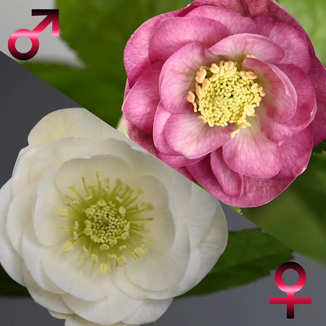 2026年最新】かぐや姫 クリスマスローズの人気アイテム - メルカリ