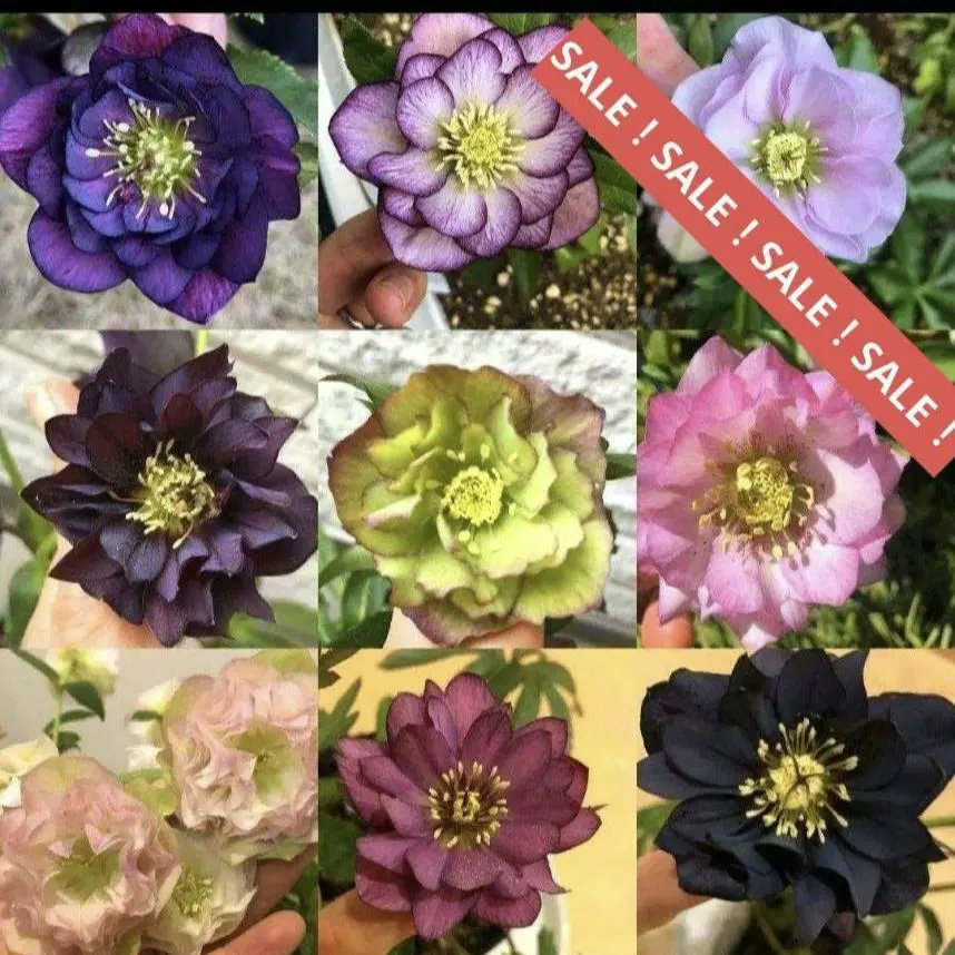 2026年最新】クリスマスローズ 利休の人気アイテム - メルカリ