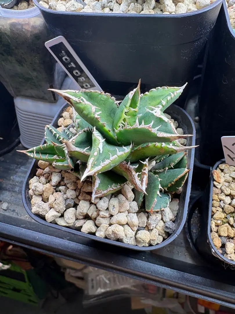 2026年最新】アガベ豆豆龍の人気アイテム - メルカリ