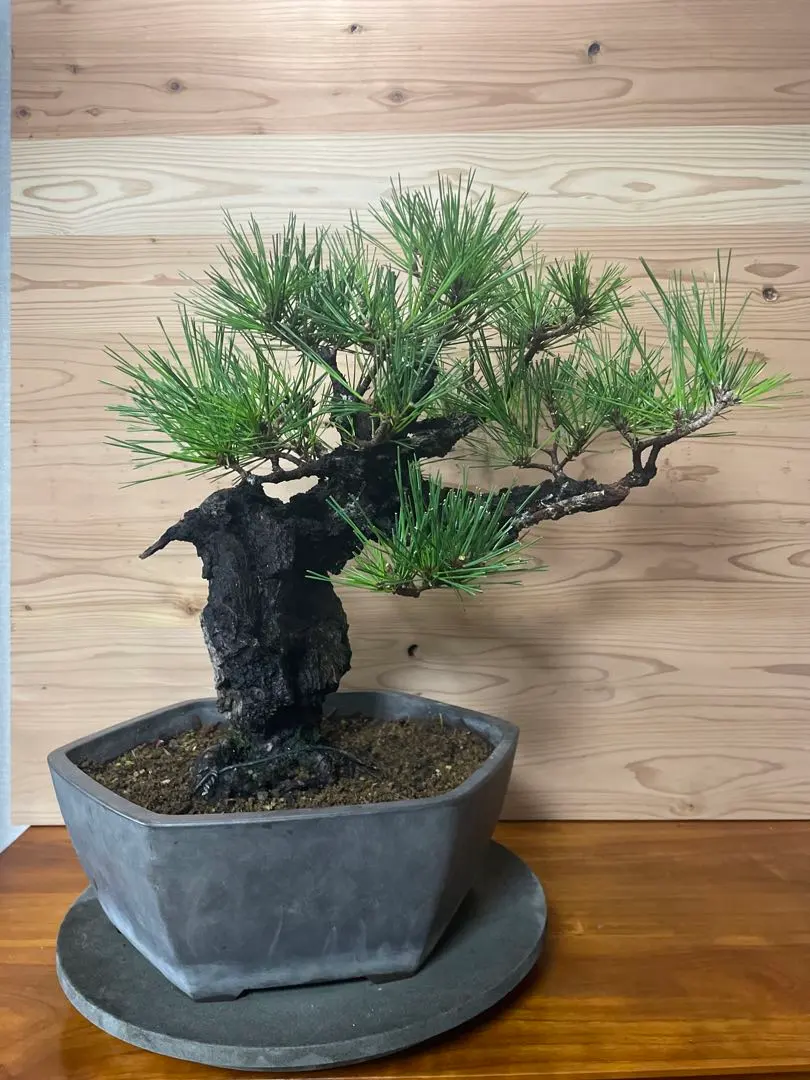 2026年最新】錦松盆栽の人気アイテム - メルカリ