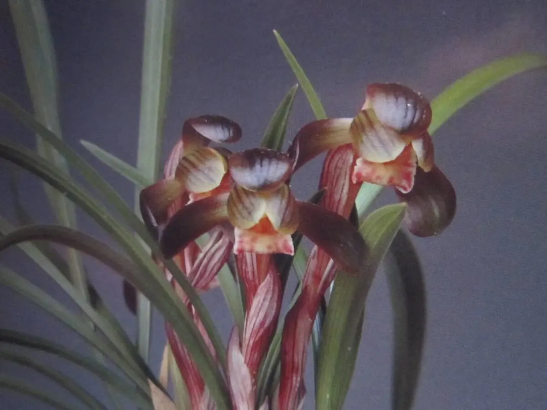 2026年最新】韓国春蘭の人気アイテム - メルカリ