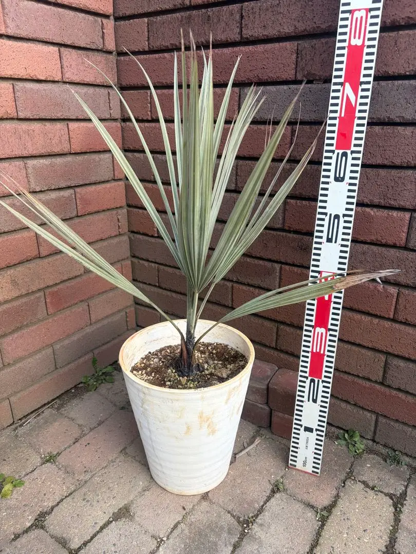 2026年最新】ブラヘアアルマータの人気アイテム - メルカリ