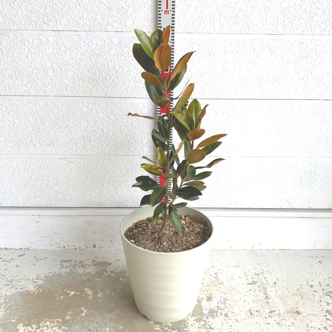 2026年最新】リトルジェム タイサンボクの人気アイテム - メルカリ