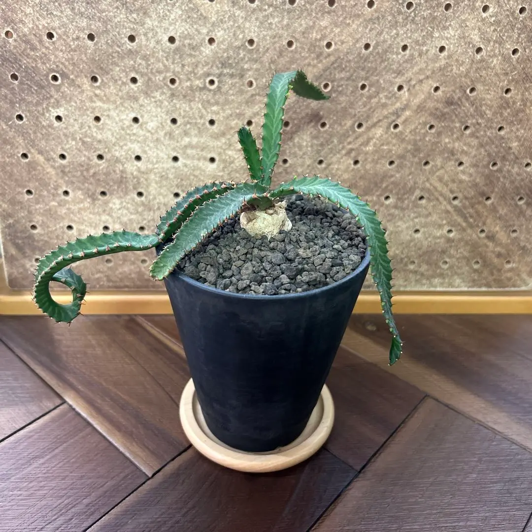 2026年最新】内田裕太 鉢の人気アイテム - メルカリ