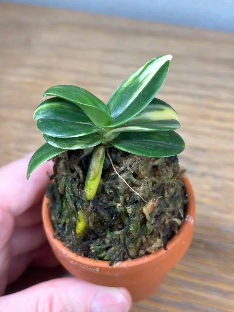 2026年最新】名護蘭 明丸の人気アイテム - メルカリ