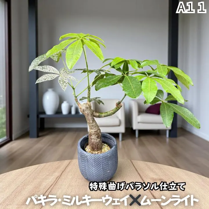 2026年最新】パキラ ムーンライト 実生の人気アイテム - メルカリ