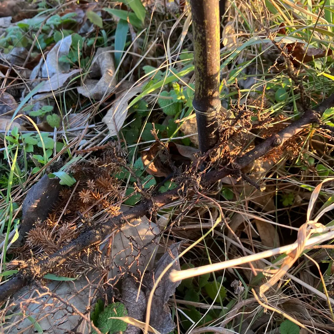 2026年最新】黒竹 苗の人気アイテム - メルカリ