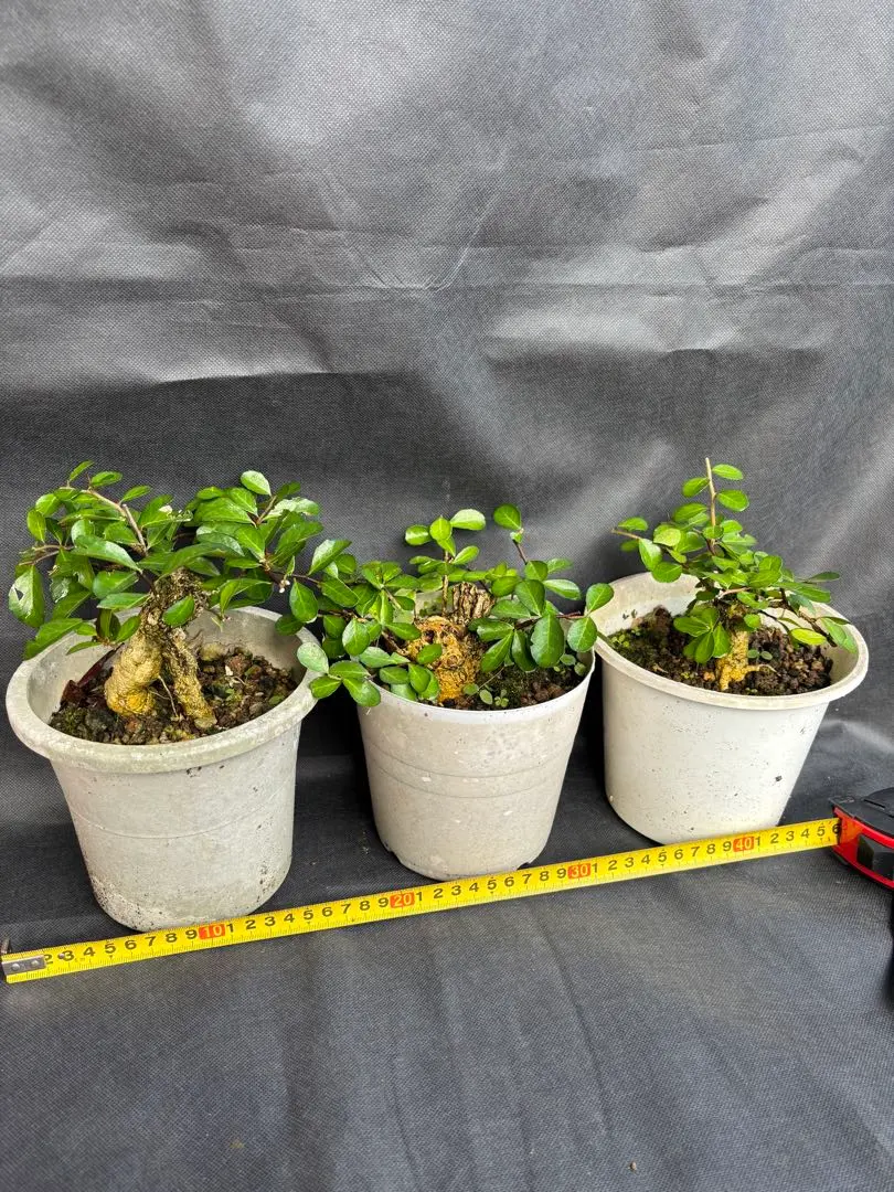 2026年最新】ハリツルマサキの人気アイテム - メルカリ