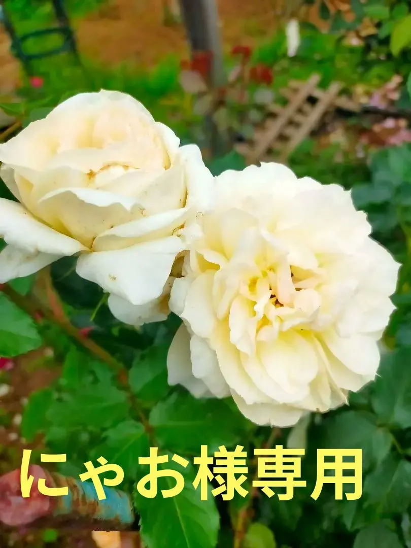 2026年最新】アルベリックバルビエの人気アイテム - メルカリ