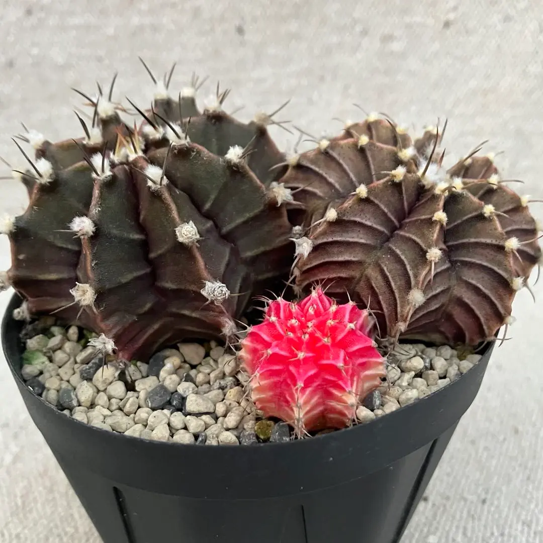 2026年最新】lb2178の人気アイテム - メルカリ