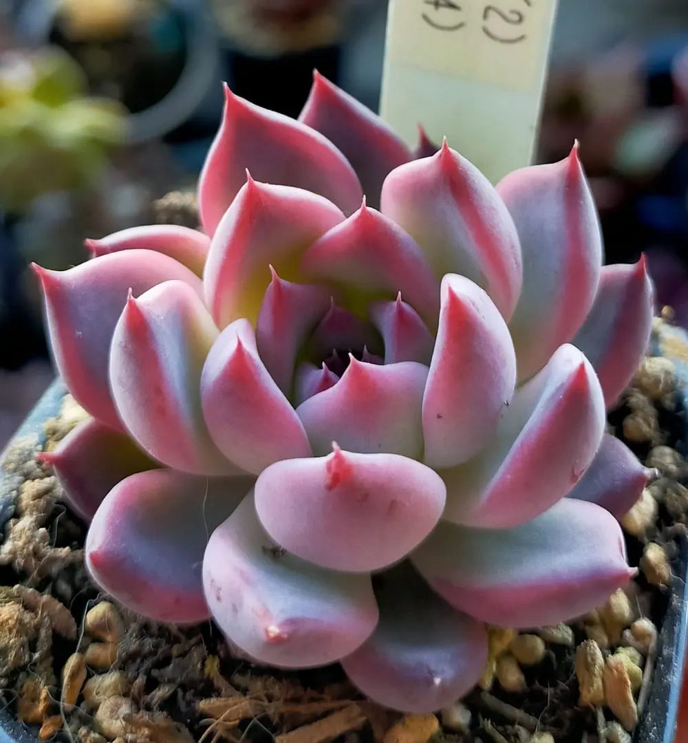 2026年最新】mさん苗コロラータの人気アイテム - メルカリ