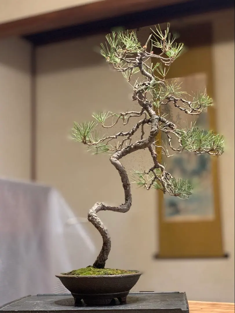 2026年最新】真柏 文人の人気アイテム - メルカリ