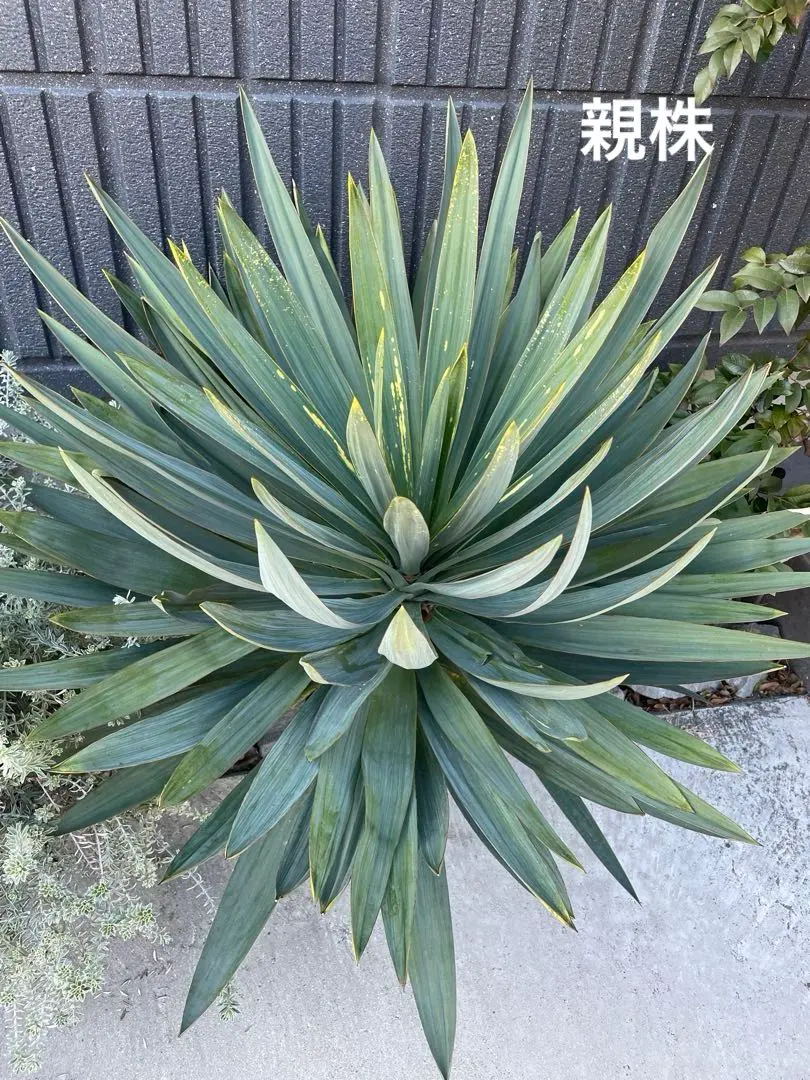 2026年最新】ユッカ グロリオサ キミガヨランの人気アイテム - メルカリ