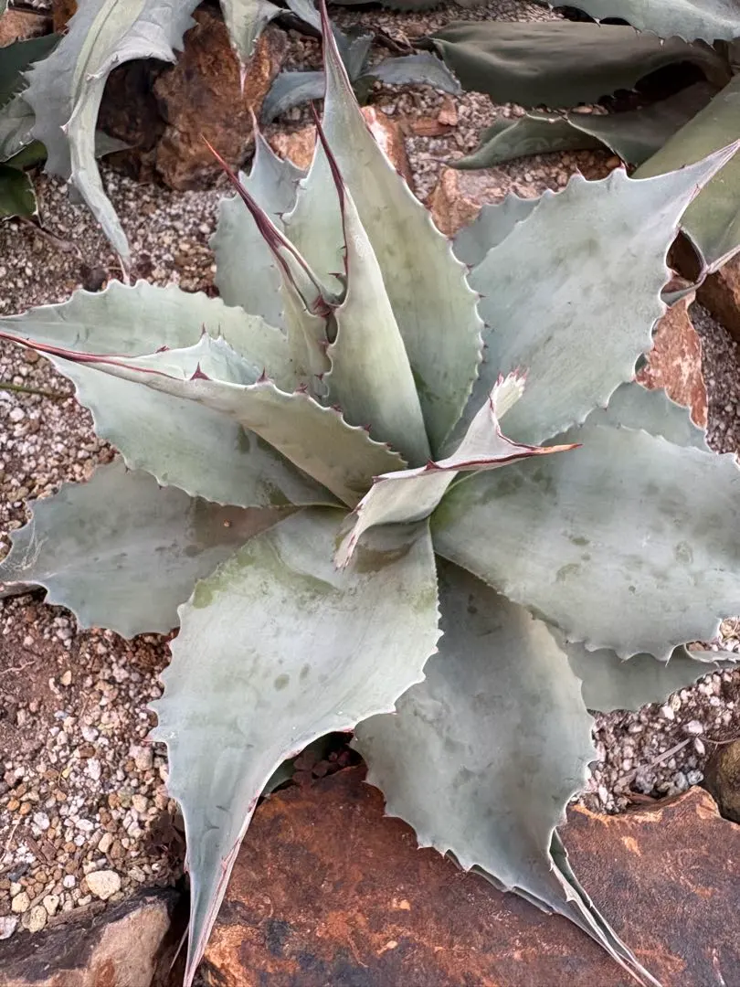 2026年最新】オバティフォリア バンジーの人気アイテム - メルカリ