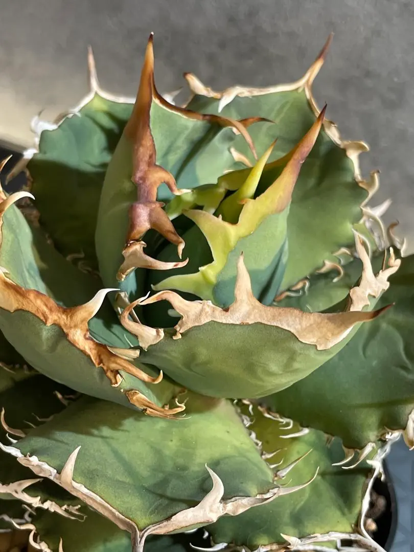 2026年最新】ホワイトホーク アガベの人気アイテム - メルカリ