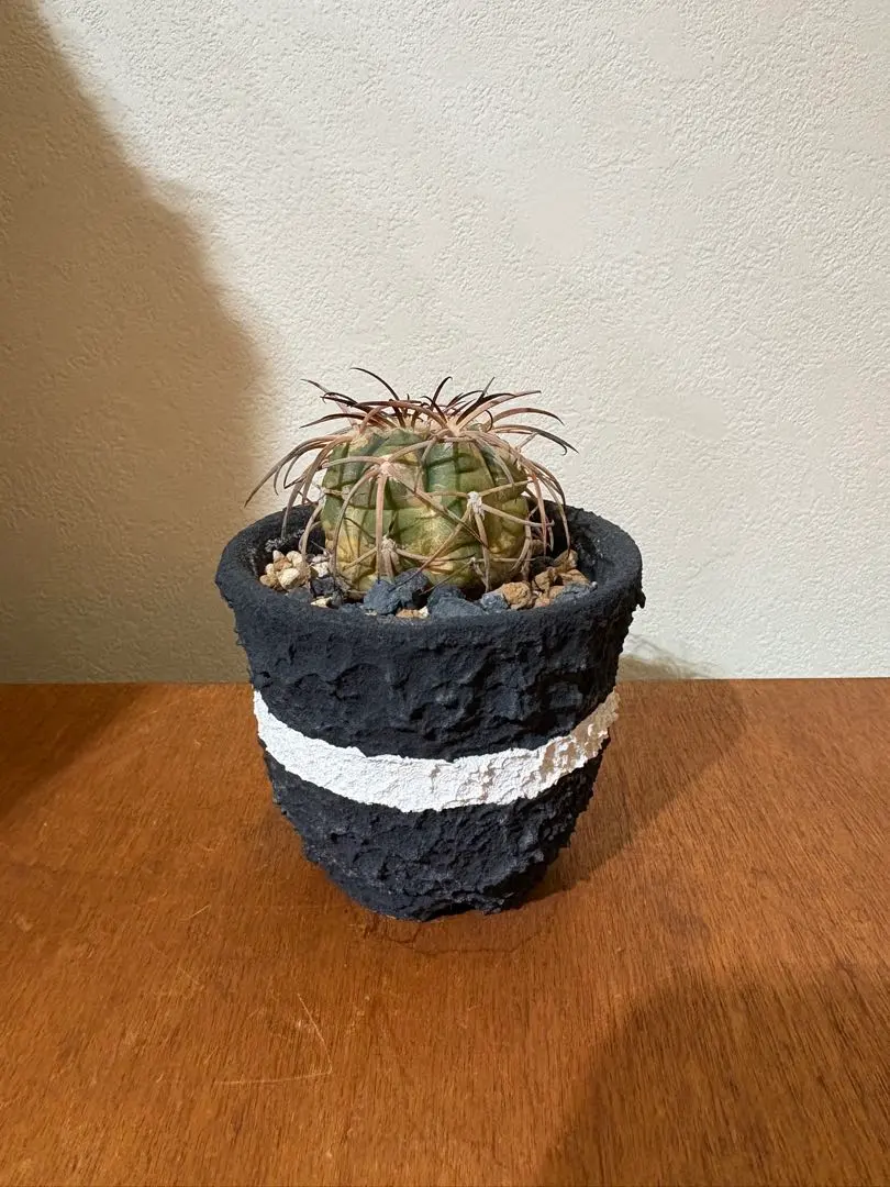 2026年最新】left botanicalの人気アイテム - メルカリ