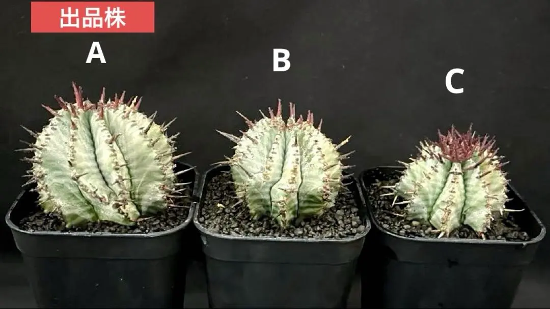 2026年最新】ユーフォルビア スノーフレークの人気アイテム - メルカリ