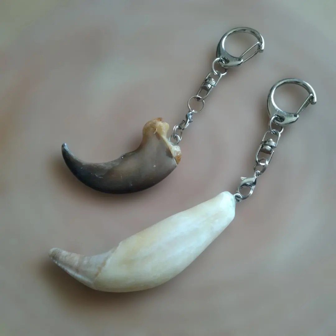 2026年最新】ヒグマ 牙の人気アイテム - メルカリ