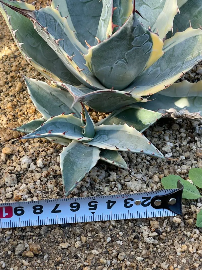 2026年最新】アガベ パラサナ インプレッショニストの人気アイテム