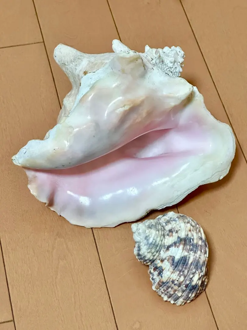2026年最新】ピンク法螺貝の人気アイテム - メルカリ