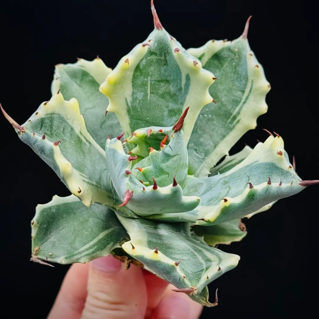 2026年最新】アトミックゴールド アガベの人気アイテム - メルカリ