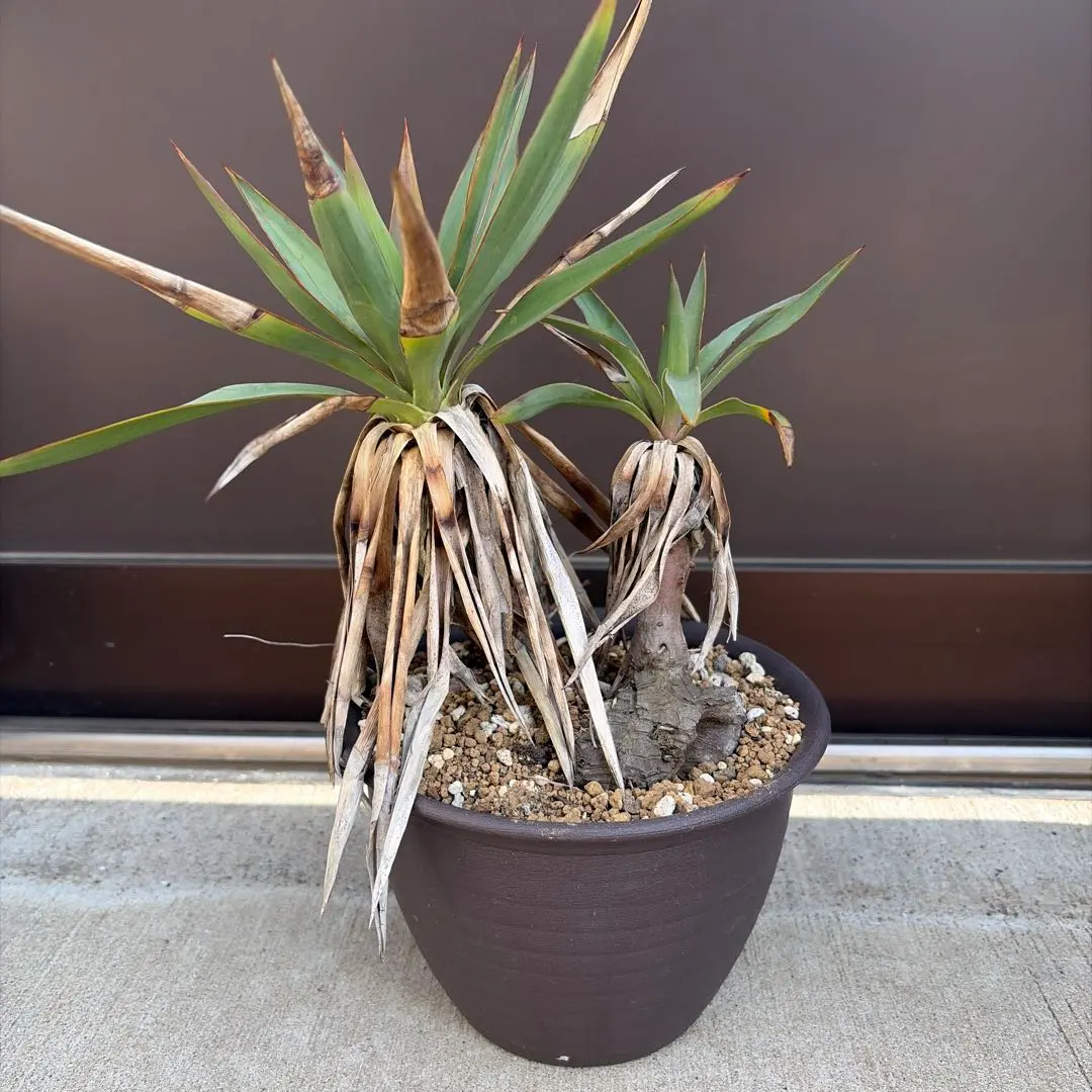 2026年最新】ユッカ グロリオサ キミガヨランの人気アイテム - メルカリ