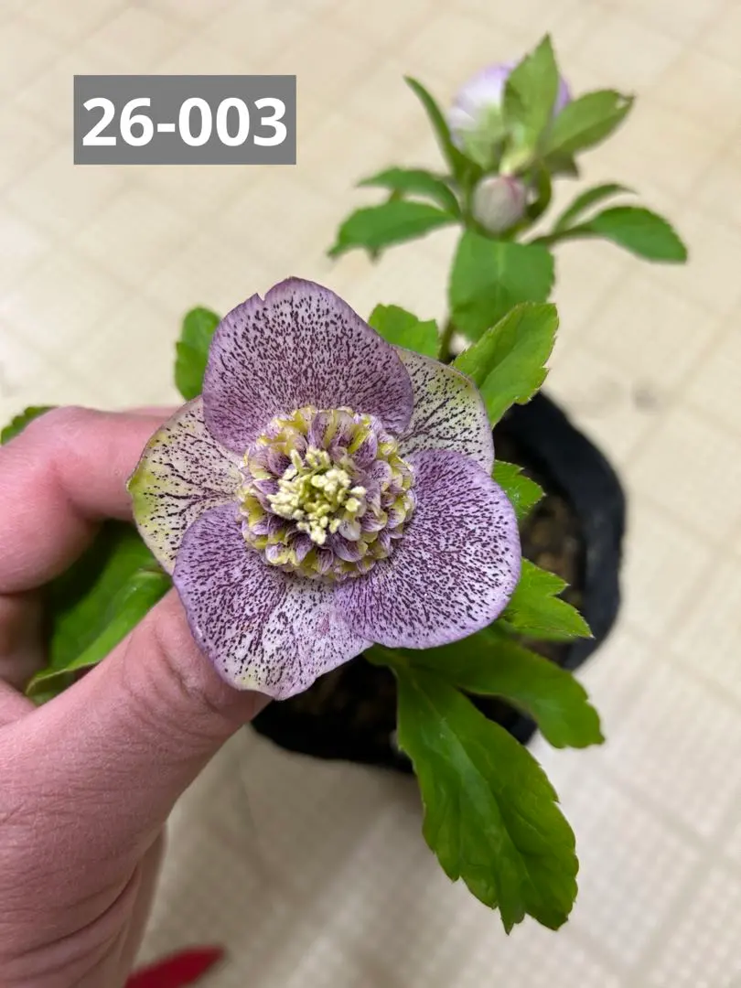 2026年最新】加藤農園モーリーの人気アイテム - メルカリ