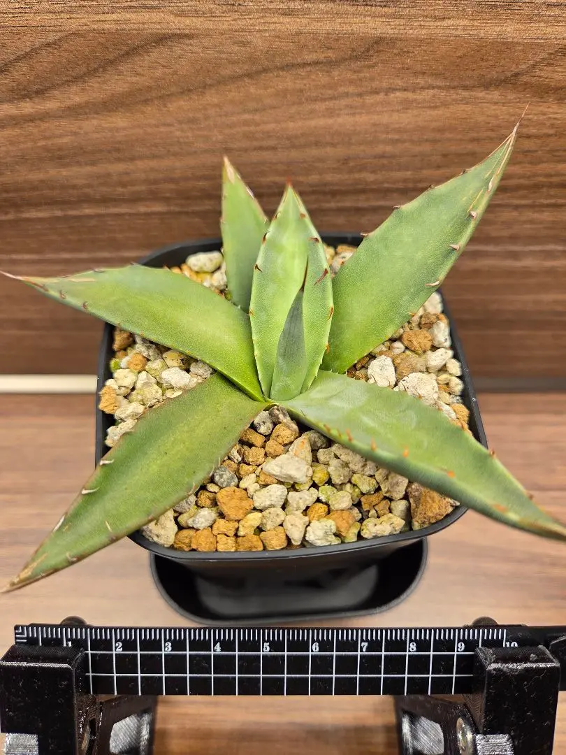 2026年最新】アガベ パリー ネオメキシカーナの人気アイテム - メルカリ