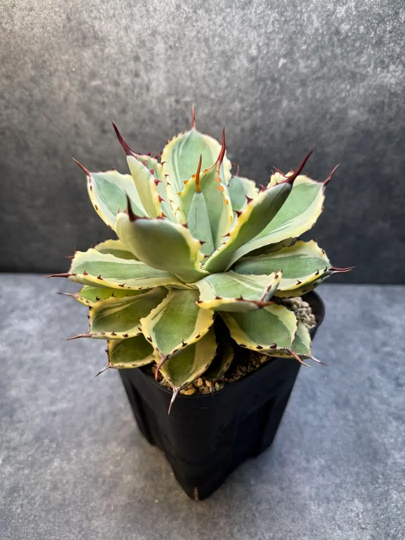 2026年最新】アガベ ホリダ 錦の人気アイテム - メルカリ