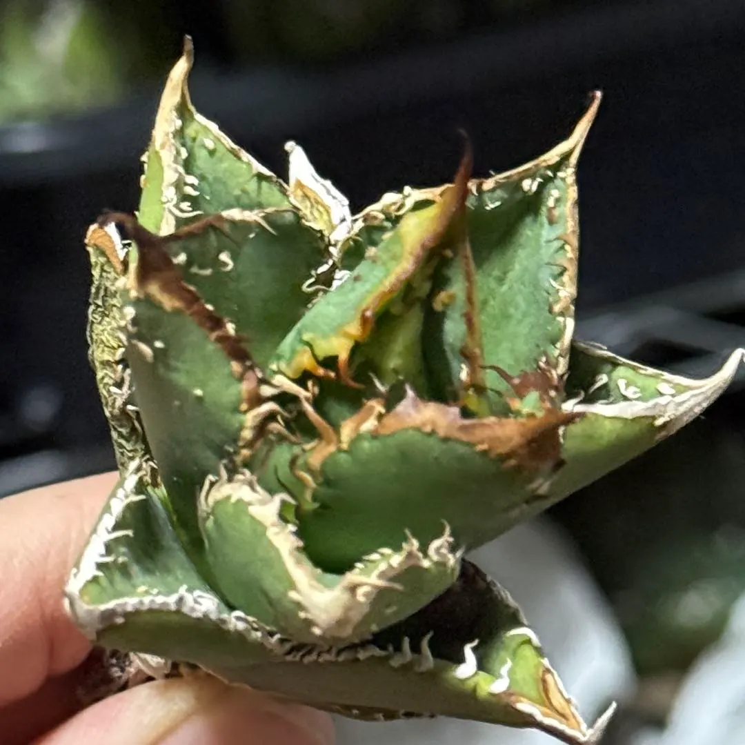 2026年最新】アガベ豆豆龍の人気アイテム - メルカリ